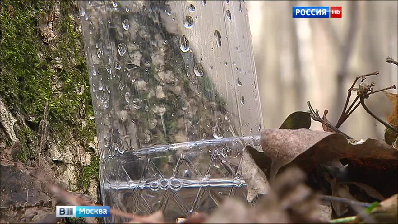 В весеннем лесу пить березовый сок – опасно для здоровья