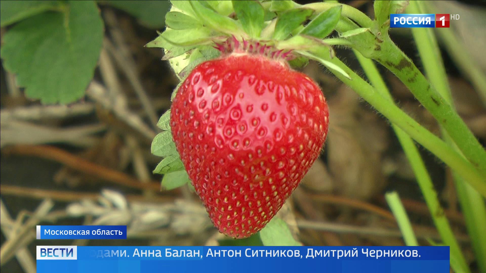 Ароматная, крупная, блестящая: как не прогадать с выбором клубники