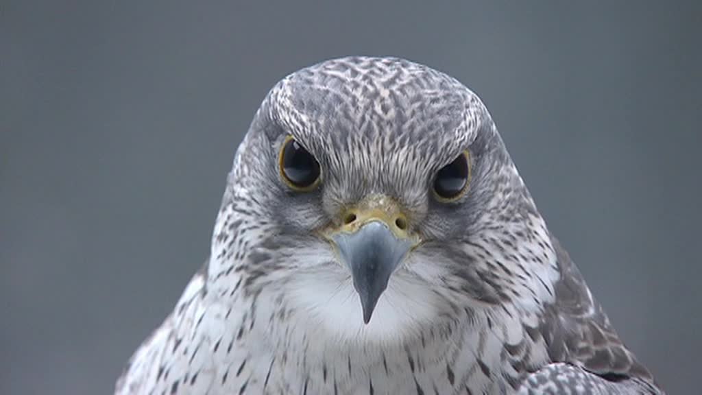 Гражданину Ирака суд в Москве дал 6 лет колонии за попытку контрабанды соколов