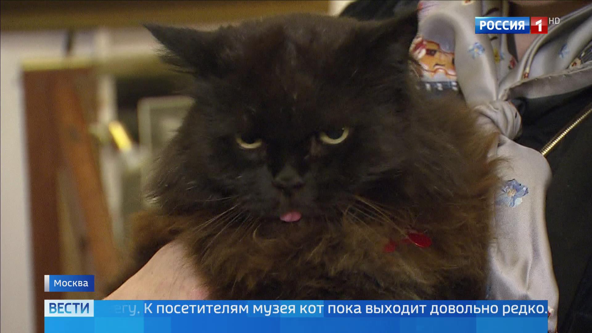 У кота Бегемота в музее Булгакова появился сменщик