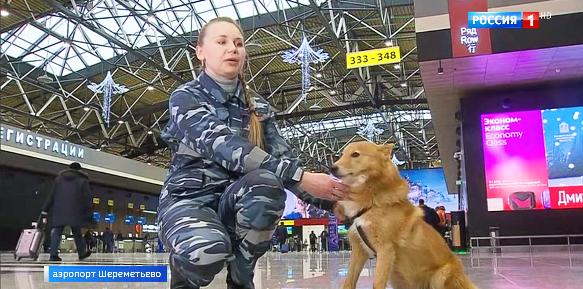 Собаки с уникальным чутьем: шалайку представили как новую породу