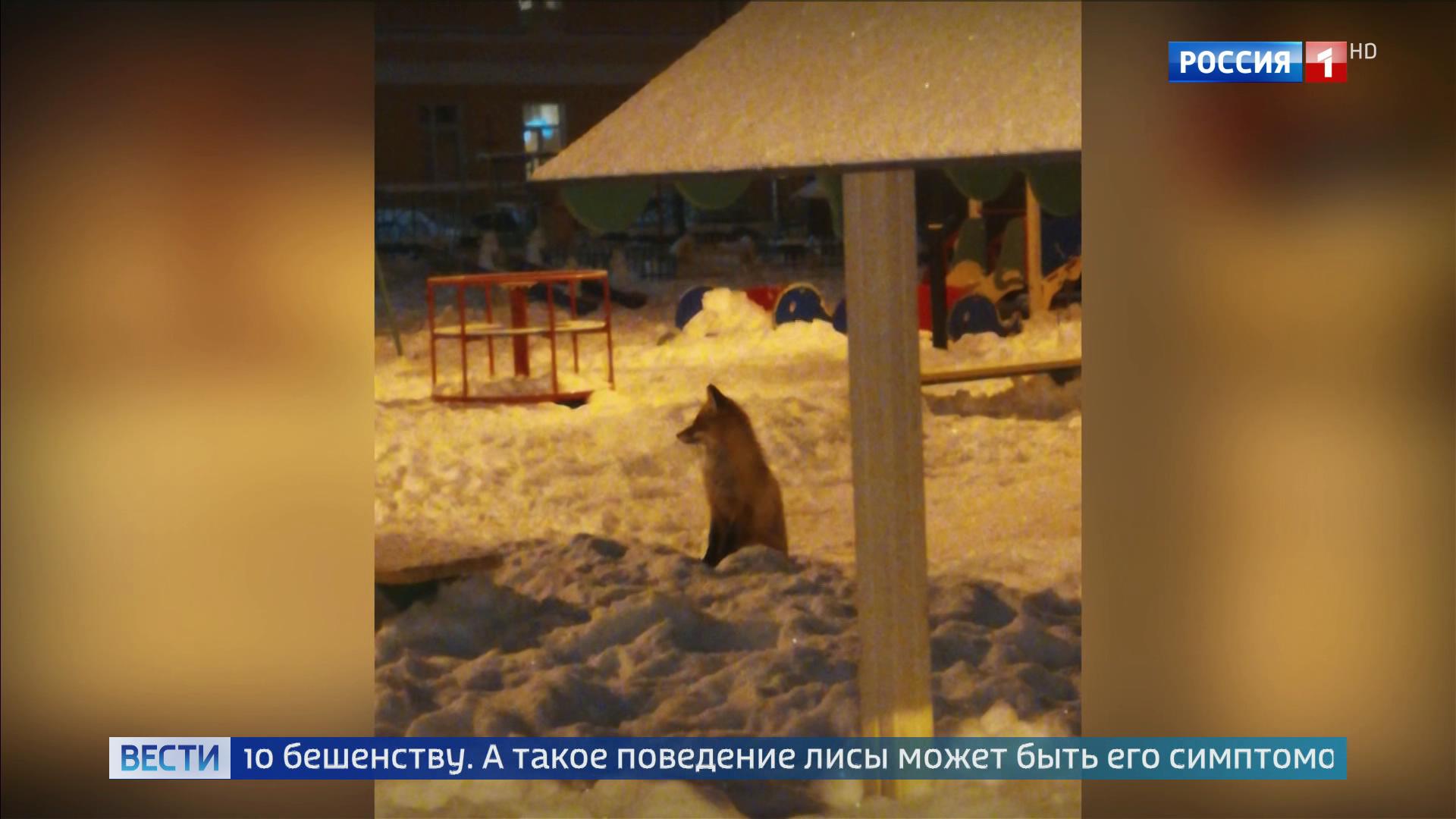 Фотоохота в Подольске: по городу бродит лиса