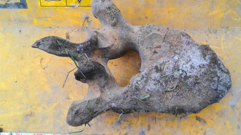Бульдозерист нашел в Люберцах кость мамонта