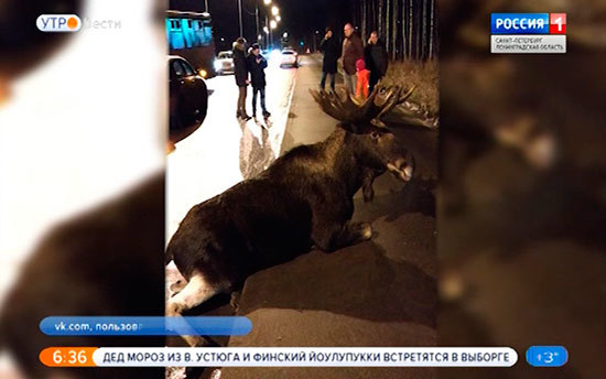 Сбитый недалеко от Юнтоловского заказника лось погиб