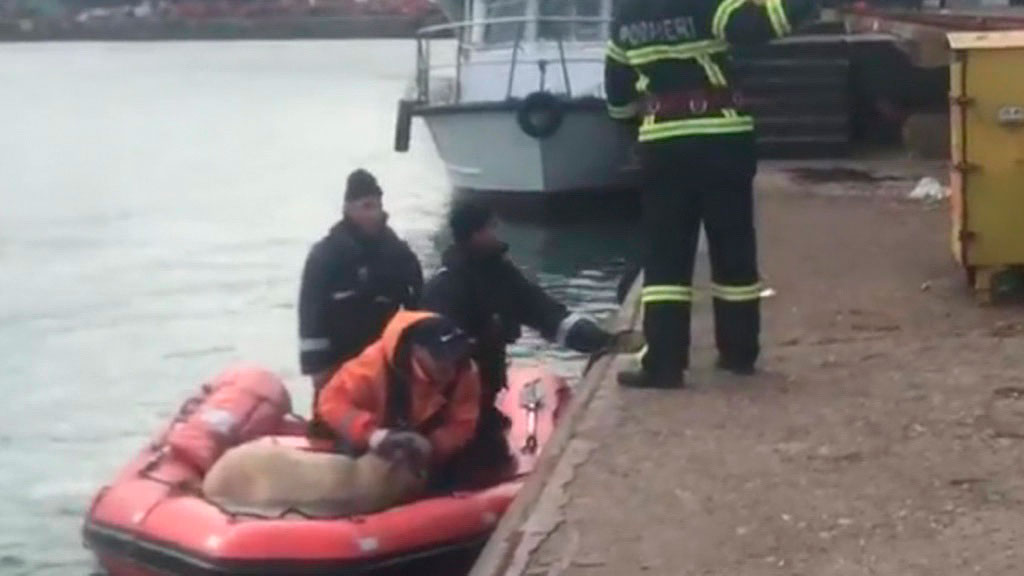 При кораблекрушении в Черном море погибли 14 тысяч овец