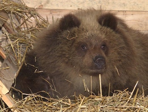 Калужский приют устраивает праздник в честь камчатской медведицы Маши