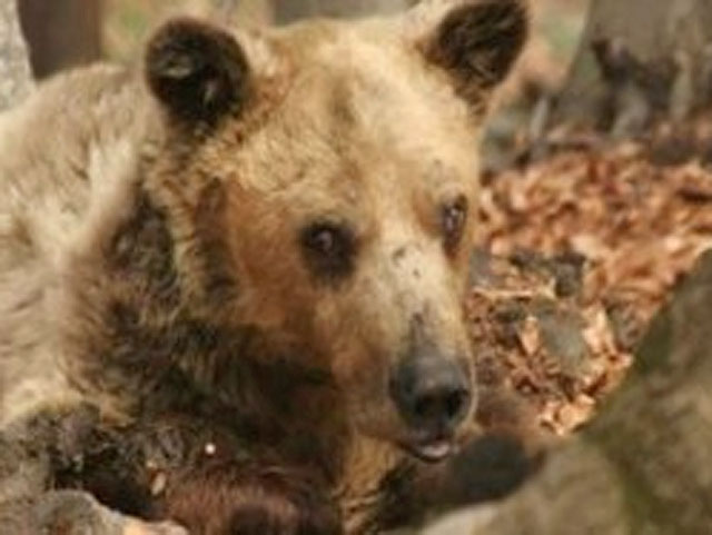 Самый старый бурый медведь на планете умер в Греции
