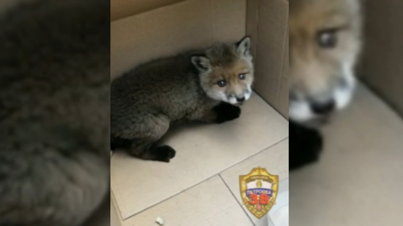 Московские полицейские остановили движение ради спасения лисенка