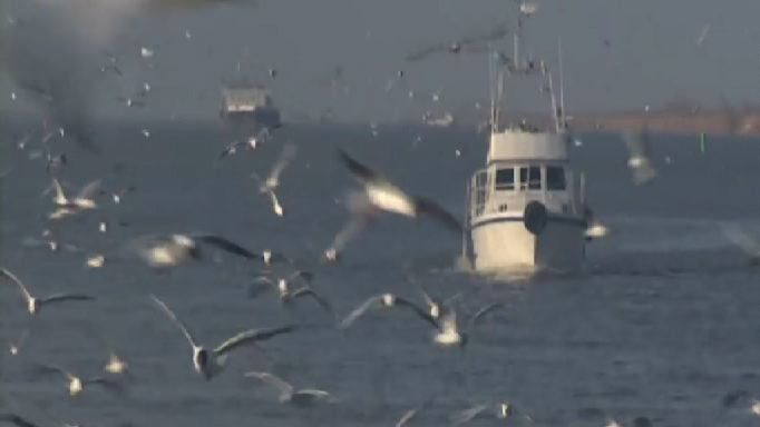 Рыбы-санитары очистят Цимлянское водохранилище от водорослей