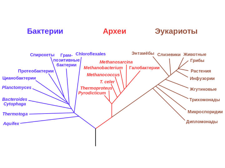 Возможность строительства дерева жизни по микроРНК поставлена под сомнение