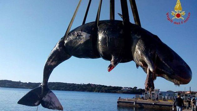В Сардинии в теле самки кита нашли 22 килограмма пластика