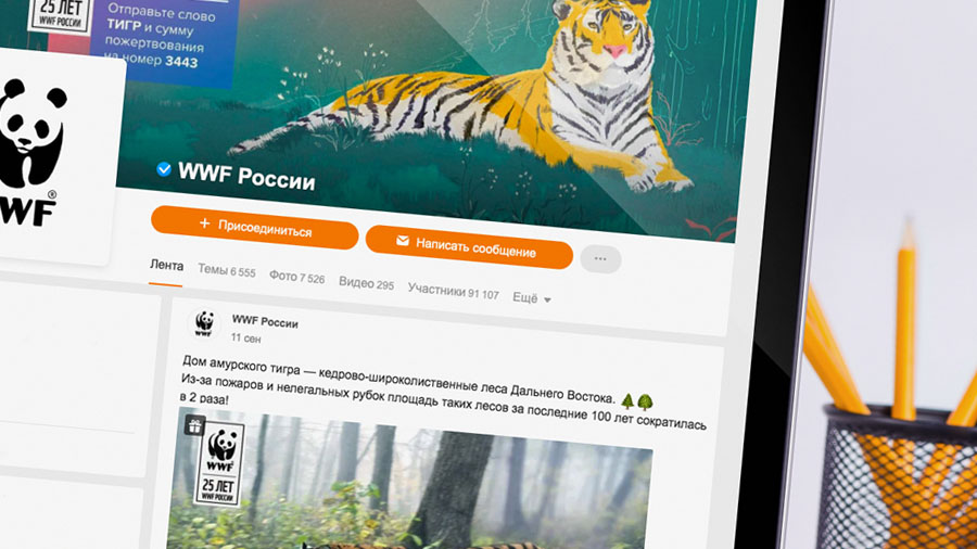 Ко Дню тигра в Одноклассниках появились видео с амурскими тиграми в живой природе