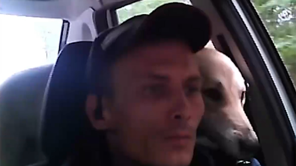 Полицейский подобрал на трассе двух собак и вернул их хозяину