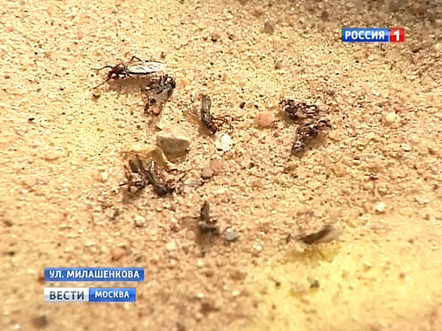 Толстоножки исчезнут из Москвы в июне
