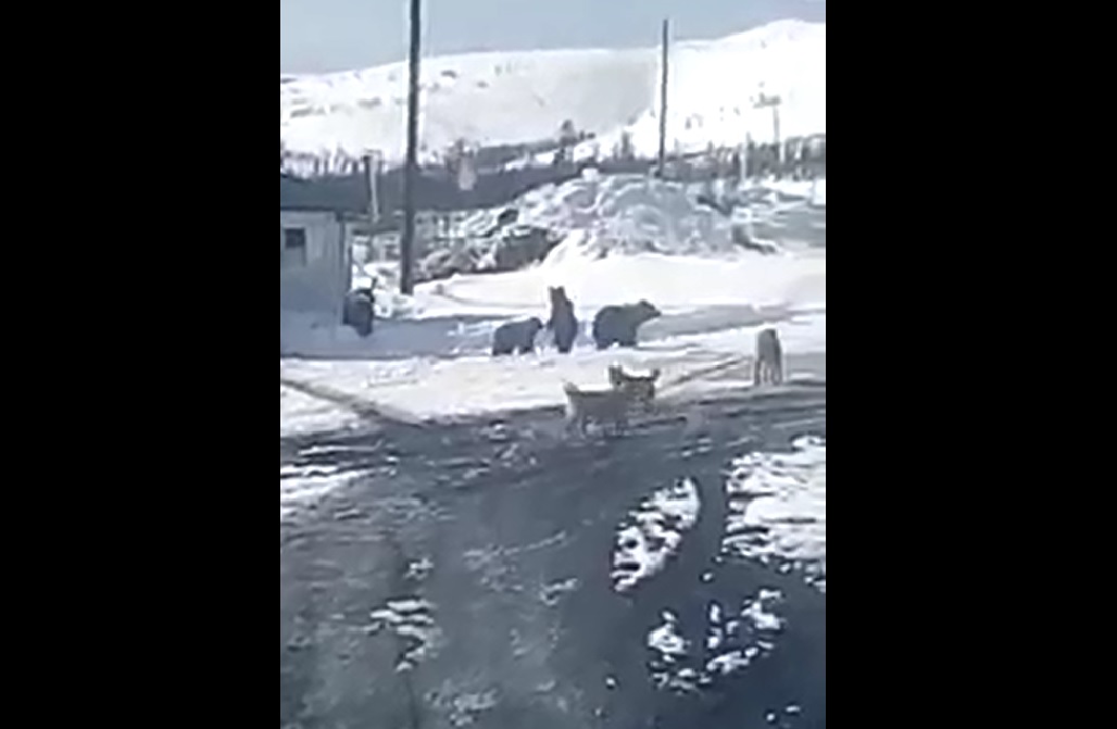 Проснувшиеся медведи наведались в поселок горняков на Колыме. Видео