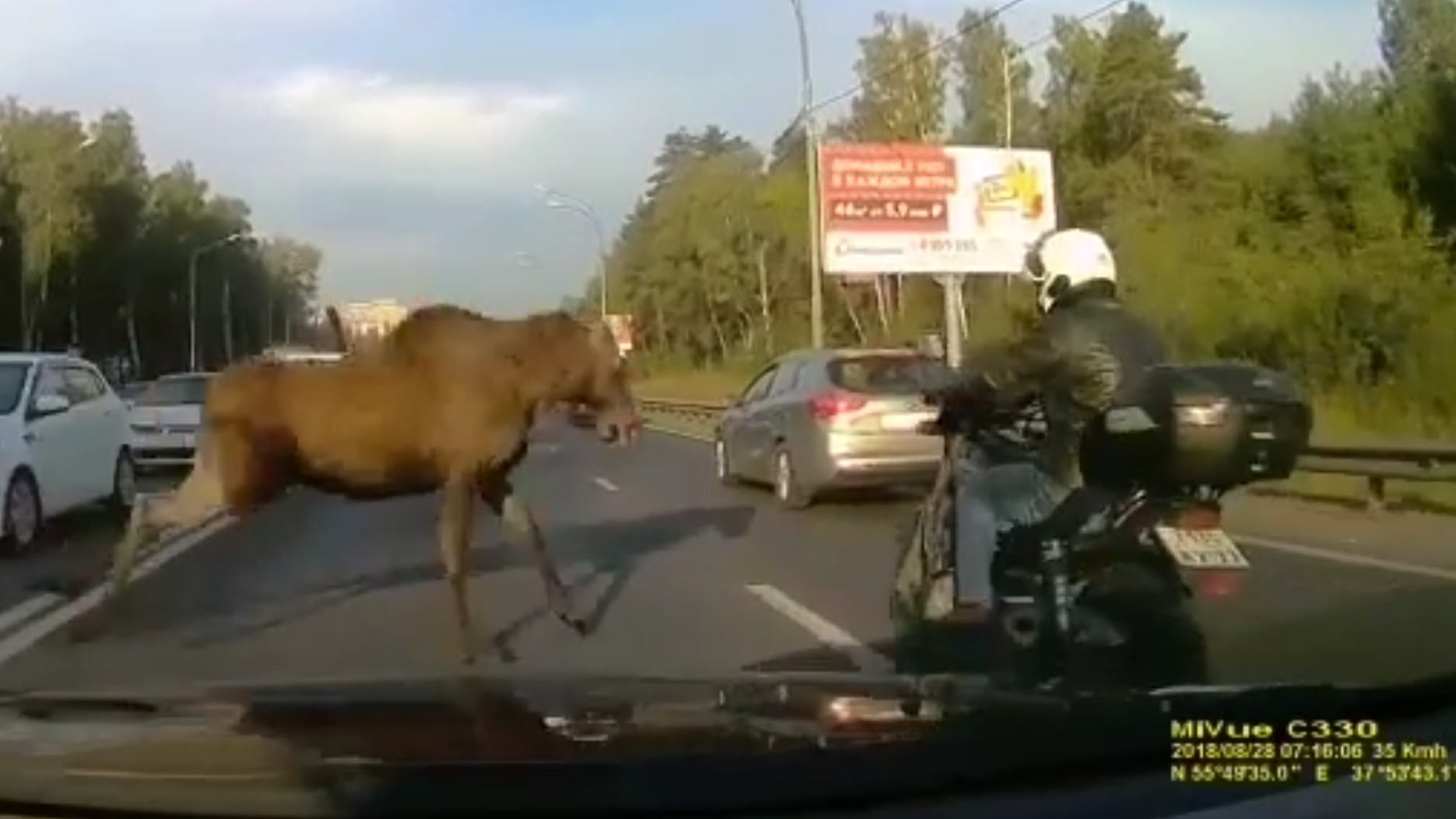 Лось выбил из седла мотоциклиста на трассе в Подмосковье