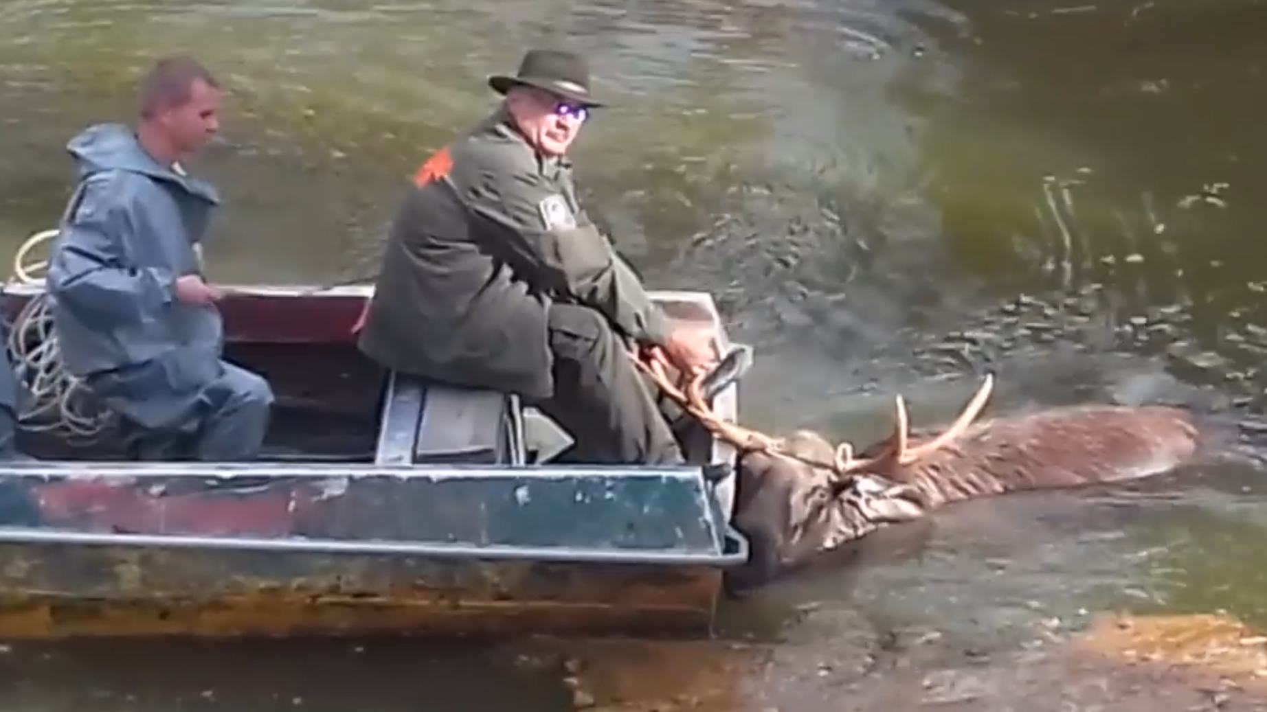 Лося спасли из радиоактивного водоема в Чернобыле
