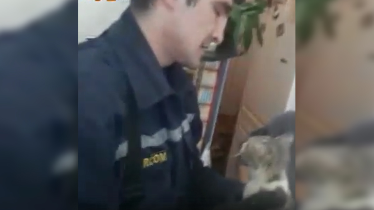 Спасение кошки из бетонного плена попало на видео