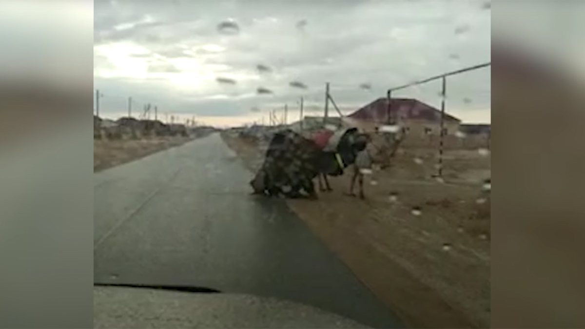 В Казахстане сняли на видео верблюда, преодолевающего непривычный гололед на коленях