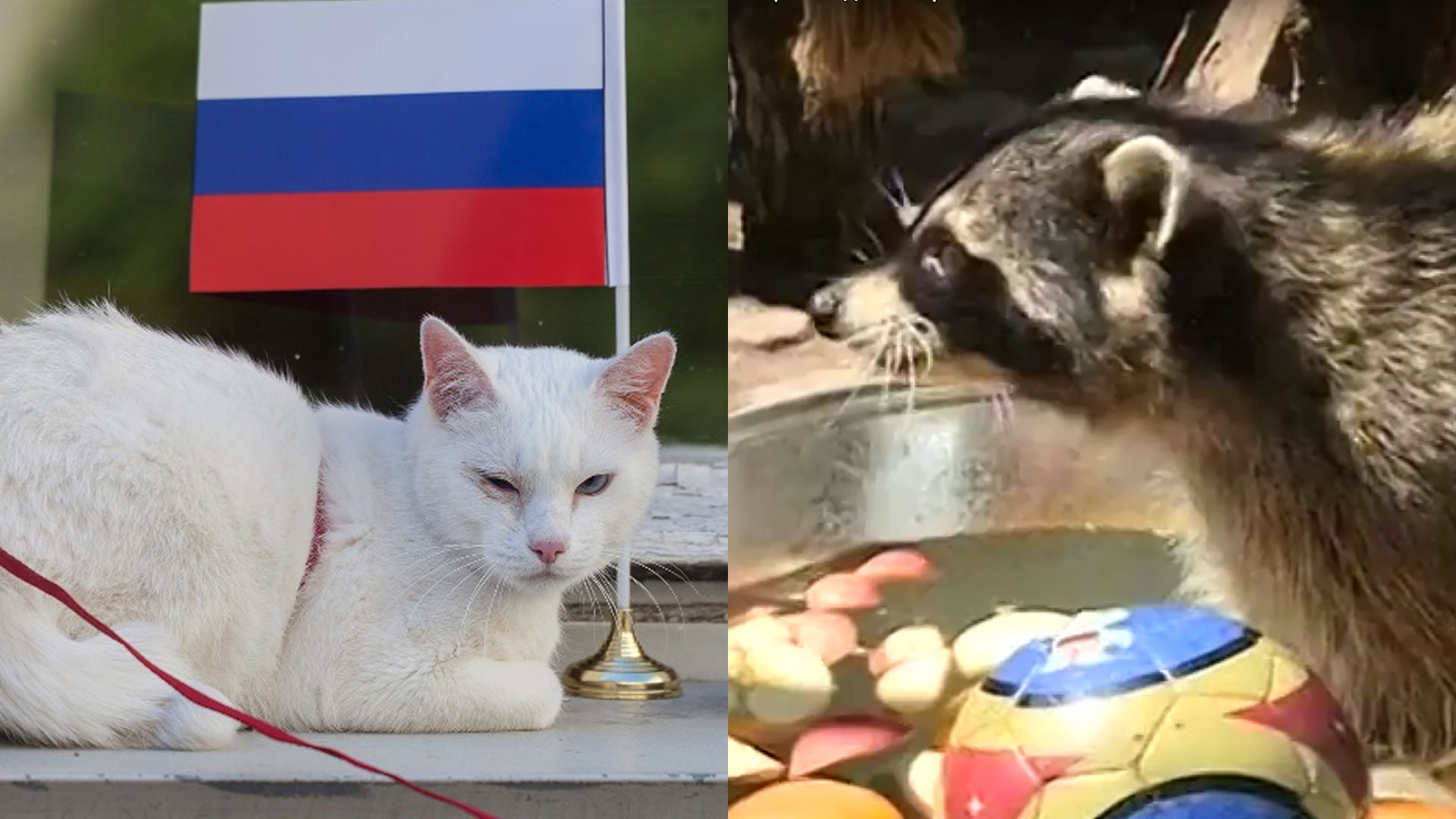 Жириновский, выдра, кот и енот разошлись в прогнозах на исход матча с Египтом