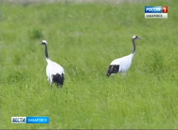 В Муравьевском национальном парке погибли краснокнижные журавли