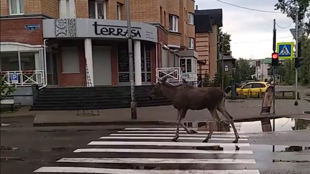 Очевидцы сняли на видео гуляющего по центру Архангельска молодого лося