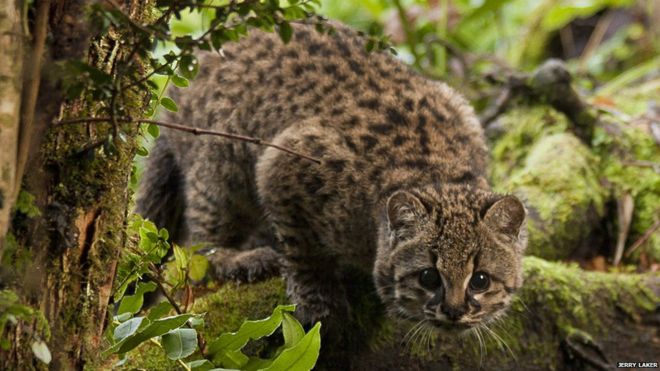 Самого маленького дикого кота Южной Америки спасли от гибели