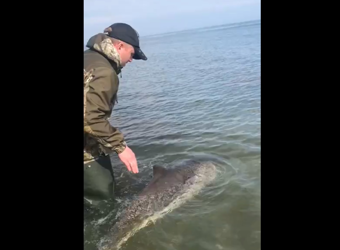 Спасение дельфиненка, попавшего в беду на Сахалине, сняли на видео