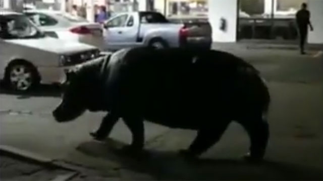 Бегемот забрел на автозаправочную станцию. Видео