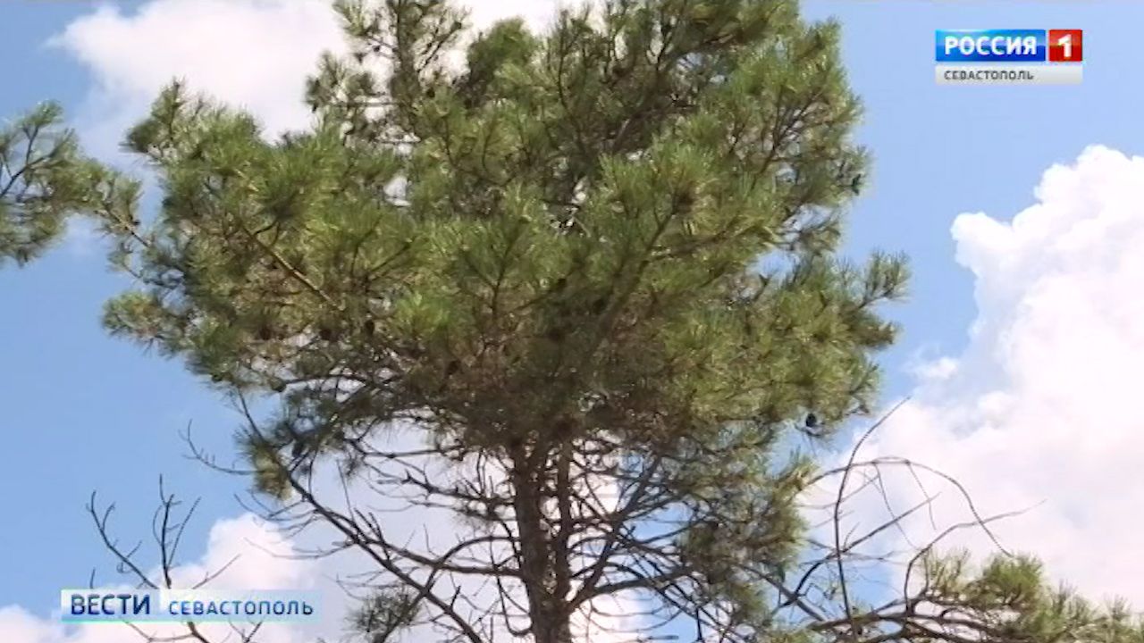 Севастопольские леса нанесут на цифровую карту