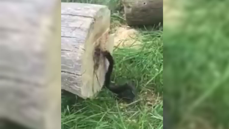 Внутри срубленного дерева обнаружили жуткое создание. Видео