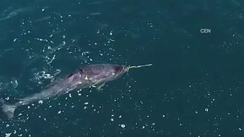 Дроны засняли редчайших "морских единорогов". Видео