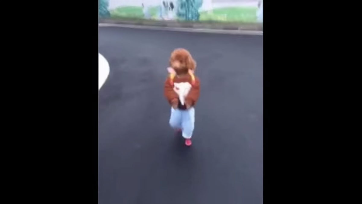 В Китае пудель на задних лапах притворился школьником. Видео