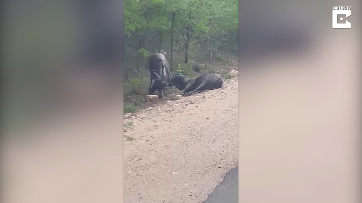Гну притворился мертвым, чтобы не драться с соперником. Видео
