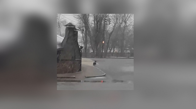 Новый Хатико появился в Воронеже