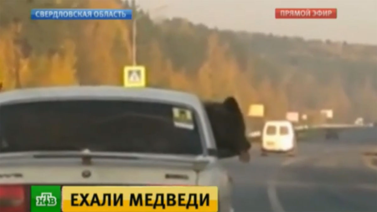 Медведь прокатился на "Волге" по уральской трассе