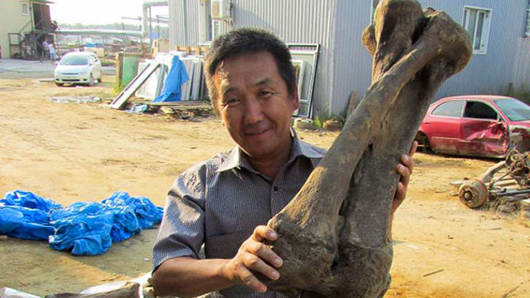 В Якутии нашли скелет самого большого слона, жившего 100 000 лет назад