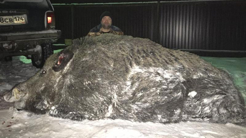 На Урале охотнику удалось завалить гигантского кабана весом в полтонны. Фото
