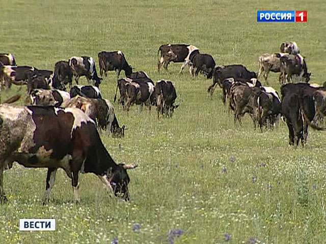 Корова упала на крышу и раздавила спавшего в кровати хозяина дома