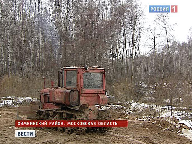 В Химкинском лесу задержаны мигранты, вырубавшие 200-летние берёзы