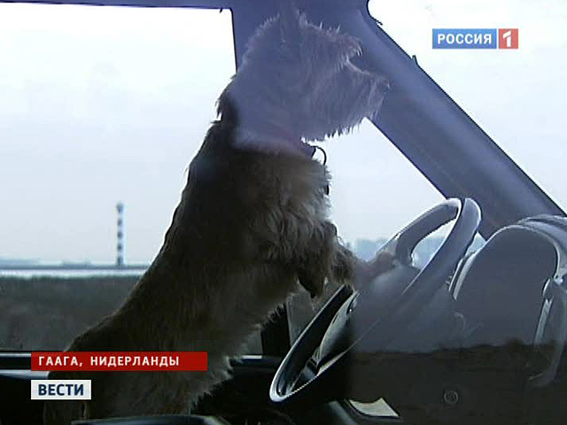 Мусульмане назвали владельцев собак преступниками