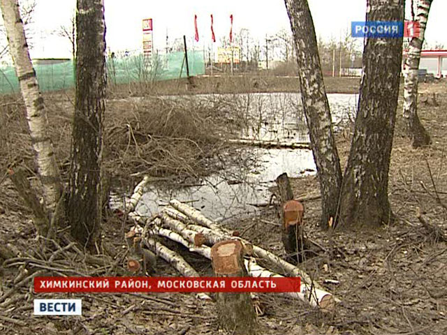 За тысячу рублей два гастарбайтера уничтожили 200-летнюю березовую рощу