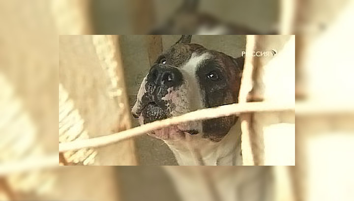 Цепной пёс загрыз полуторогодовалую девочку