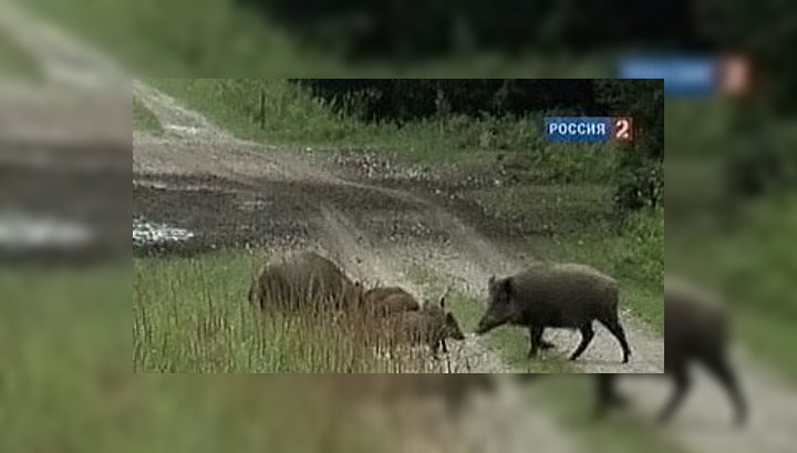 Четыре кабана напугали жителей Западного округа Москвы