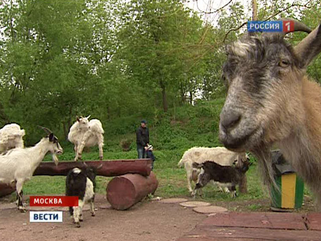 Недалеко от Кутузовского продолжают хозяйничать козьи морды