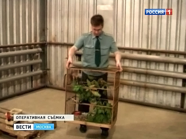 За бизнес на обезьянках возьмется Генпрокуратура