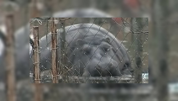В Плавнице из зоопарка уплыл бегемот