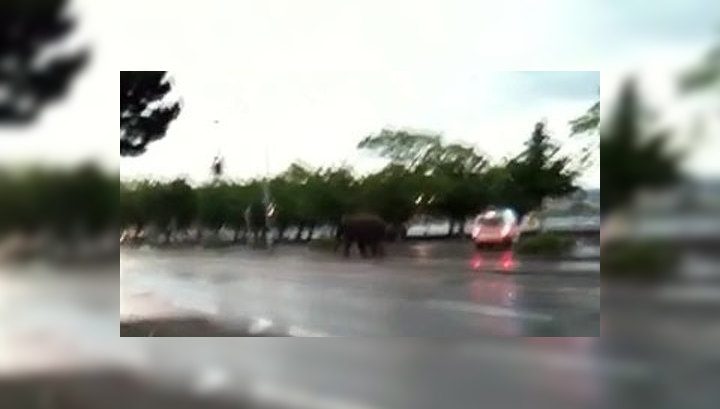 В Цюрихе ловили сбежавшего слона