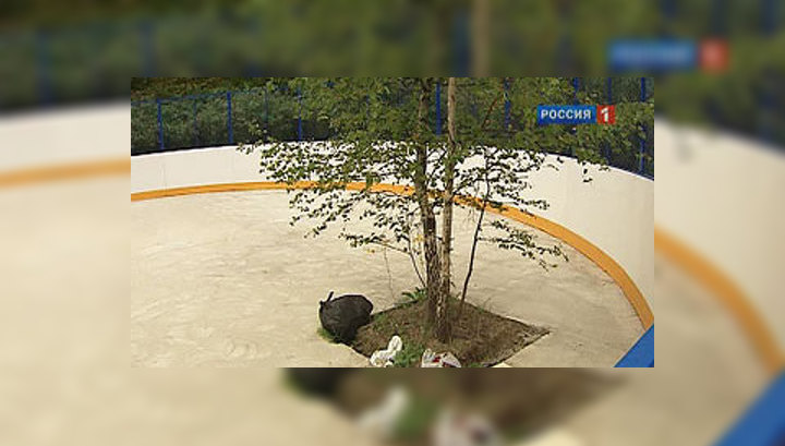 "Хоккейная клумба": строители оставили березку посреди катка