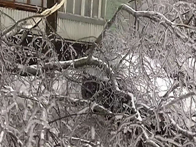 На юго-западе Москвы на проезжающий автомобиль рухнуло дерево